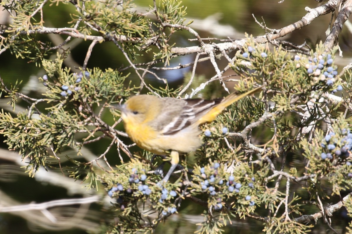 Baltimore Oriole - ML646597883