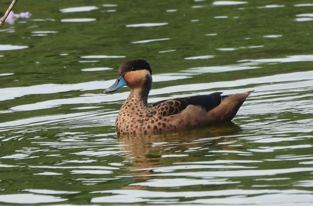 Blue-billed Teal - ML646597884