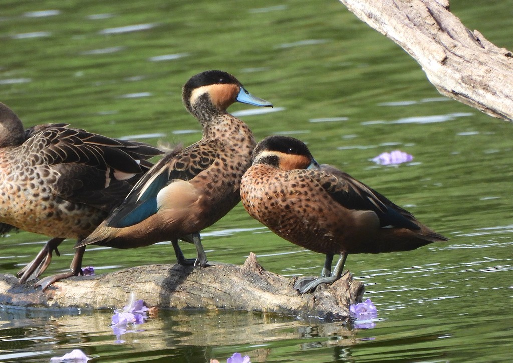 Blue-billed Teal - ML646597885