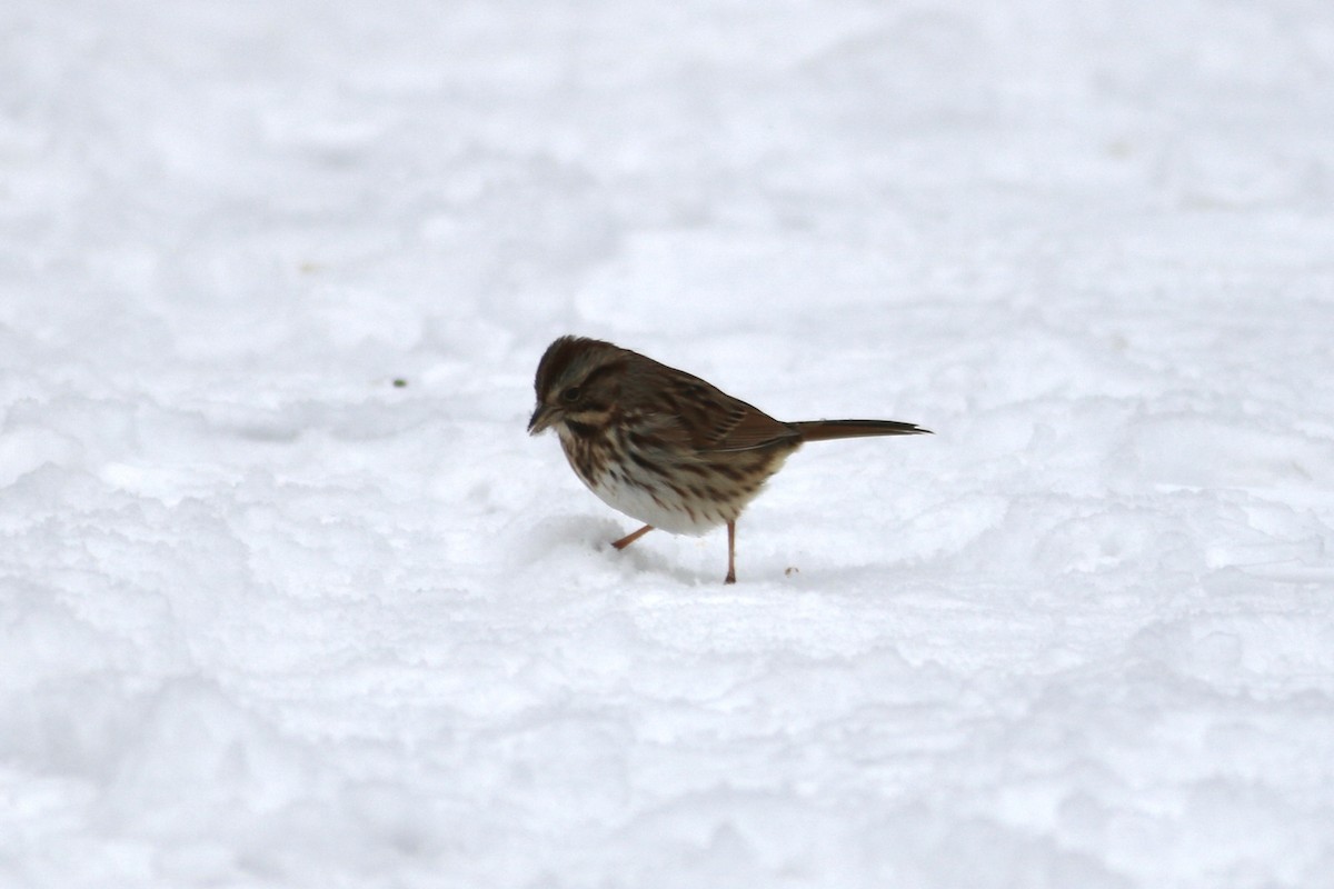 Song Sparrow - ML646597886