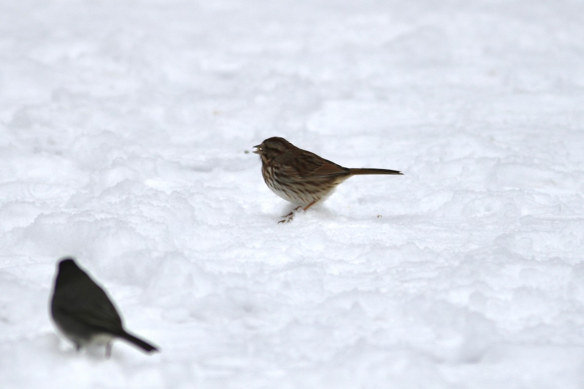 Song Sparrow - ML646597887