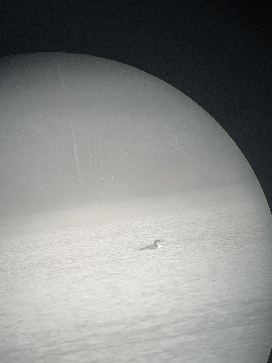 Colimbo Grande - ML646597889