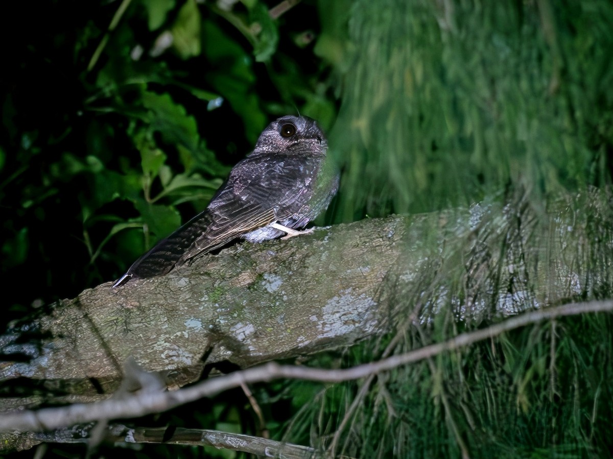 Австралийский совиный козодой - ML646597890