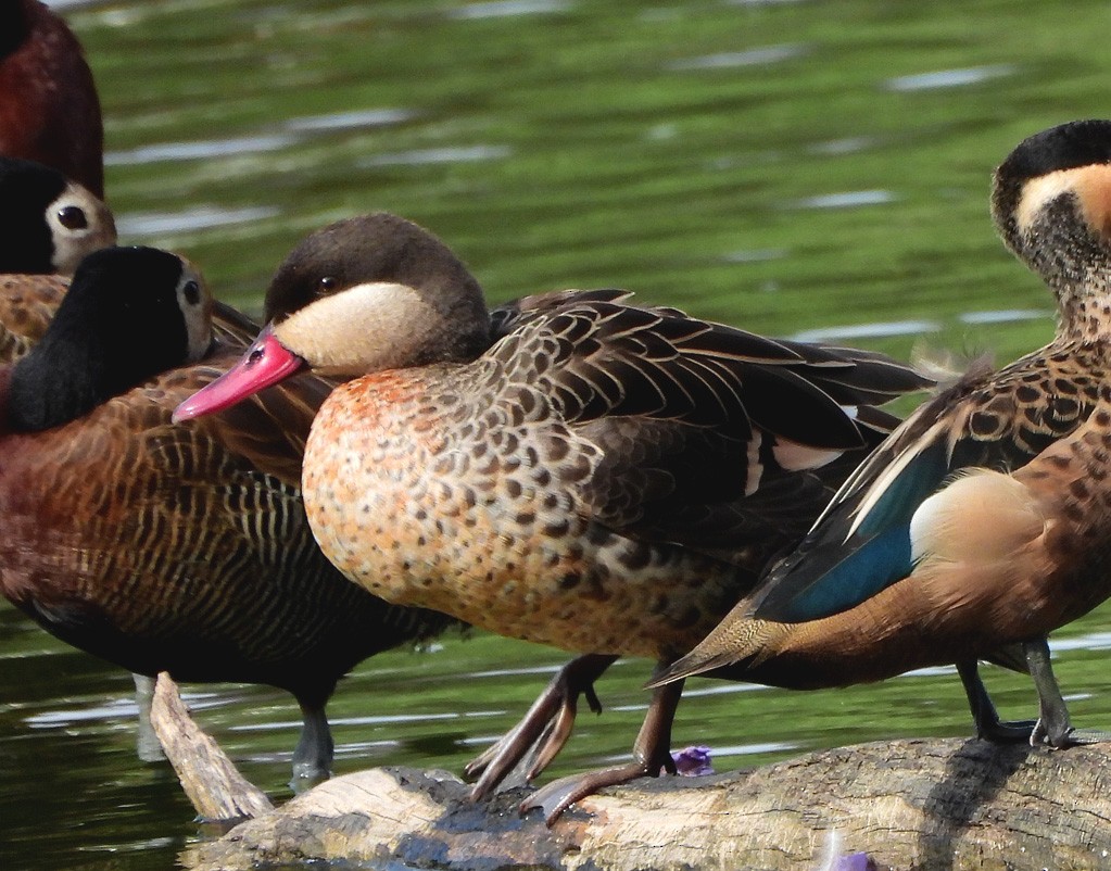 Red-billed Duck - ML646597891