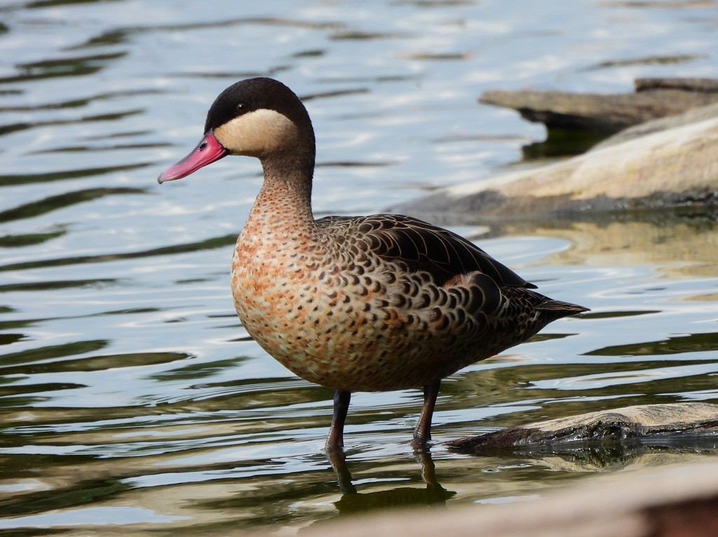 Red-billed Duck - ML646597892