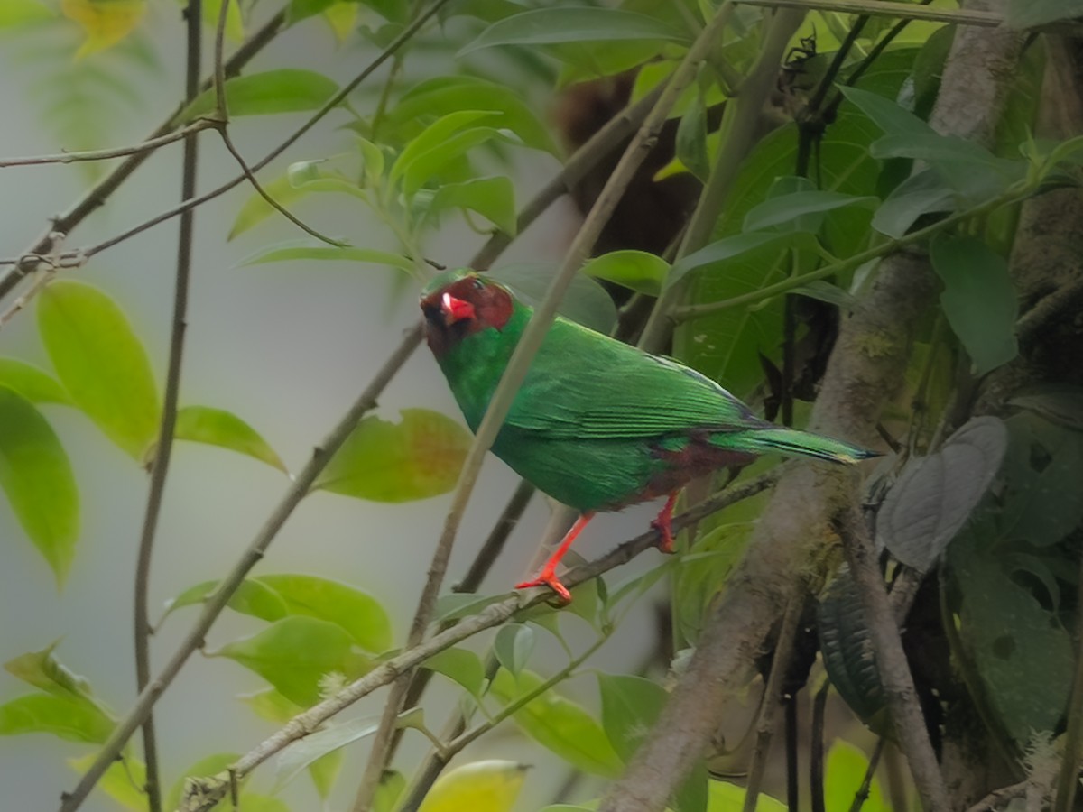 Papageitangare - ML646597893