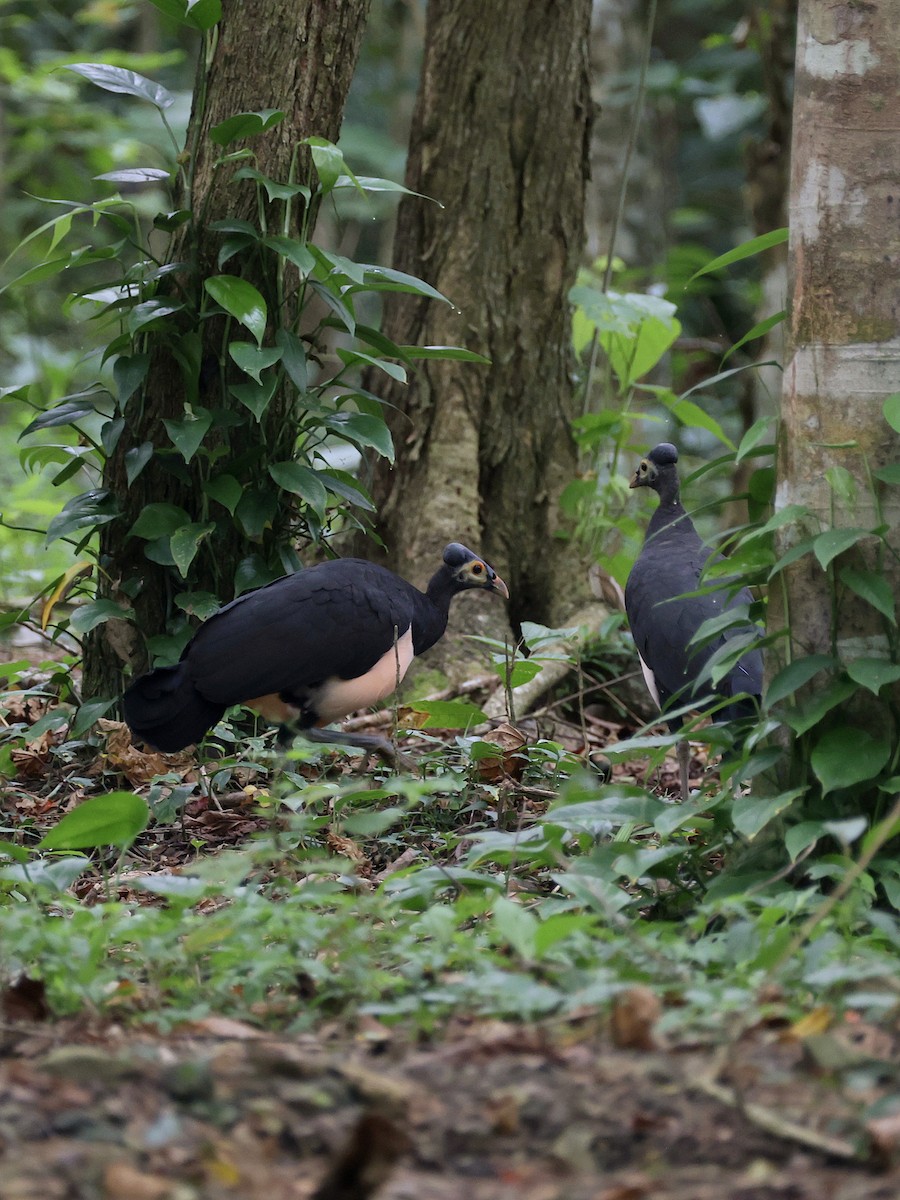 Малео - ML646597895