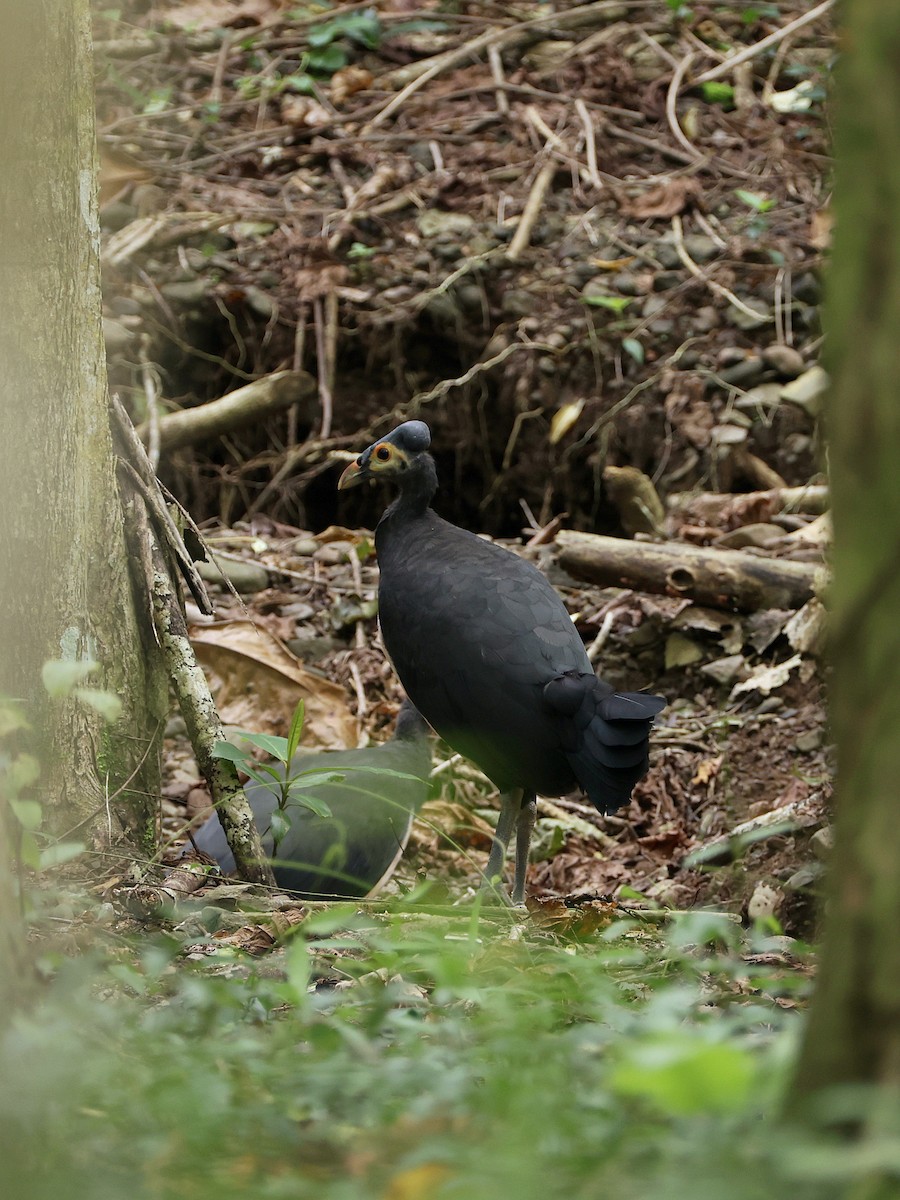 Малео - ML646597896