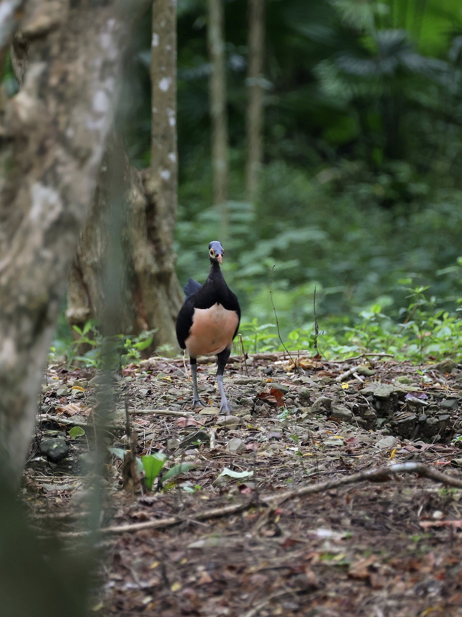 Малео - ML646597897