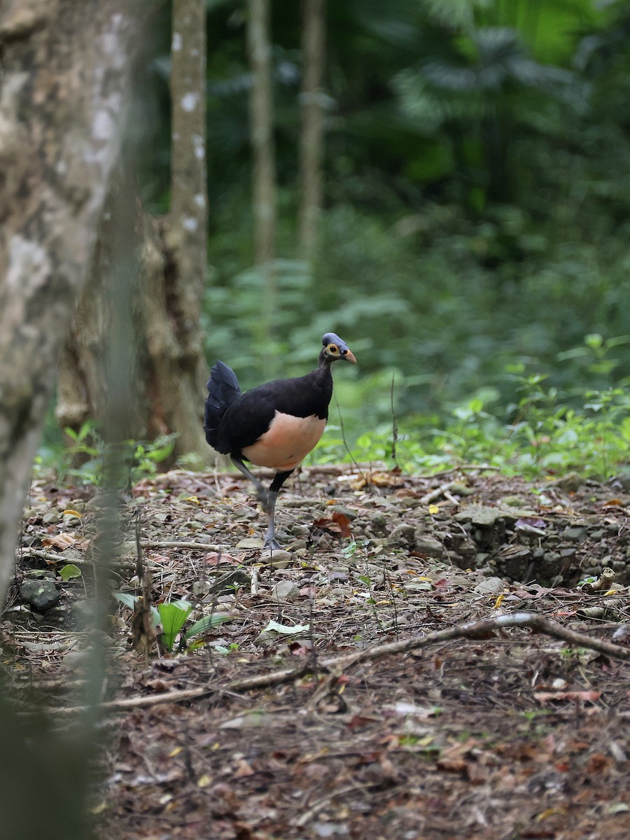 Малео - ML646597898