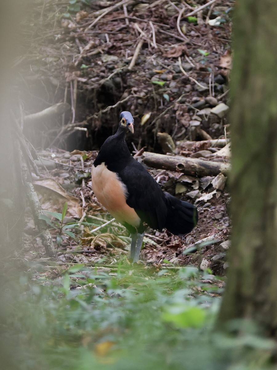 Малео - ML646597899