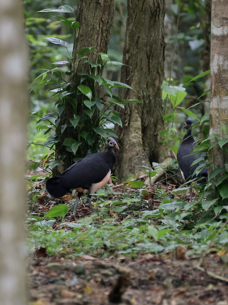 Малео - ML646597900