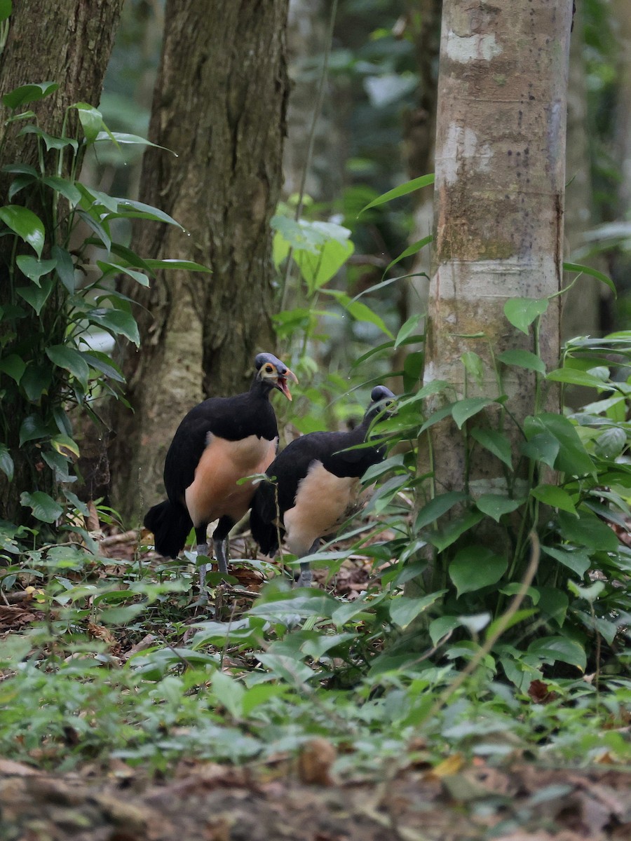 Малео - ML646597901