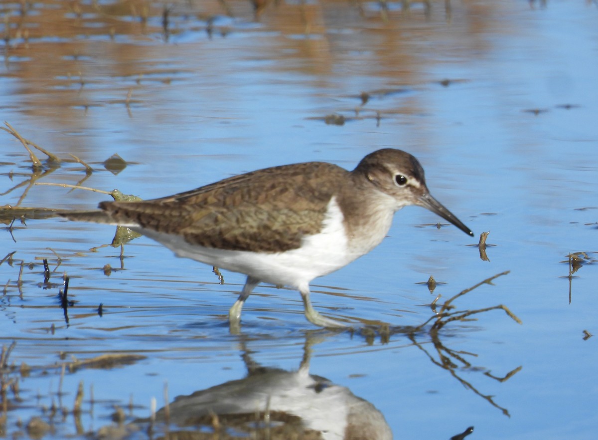 Common Sandpiper - ML646597902