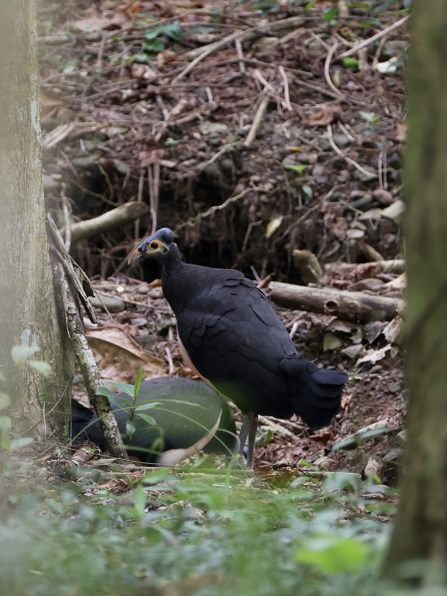 Малео - ML646597903