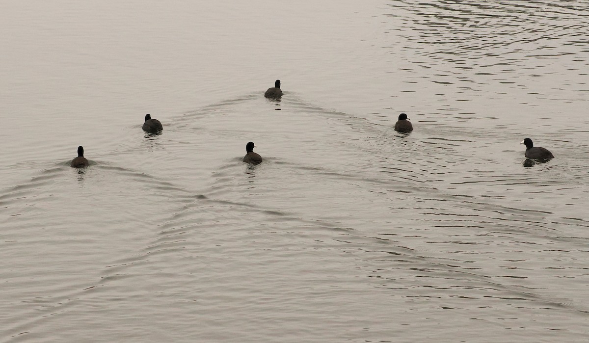 American Coot - ML646597904