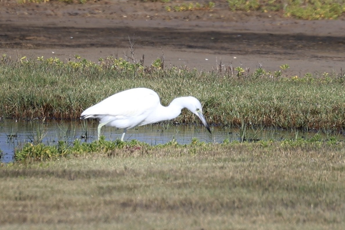 Garceta Azul - ML646597907