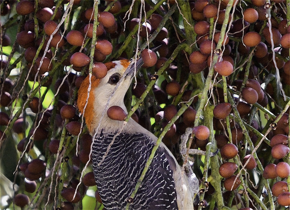 Golden-fronted Woodpecker - ML646597908