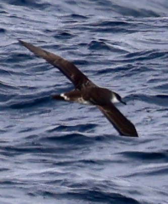 Great Shearwater - ML646597916