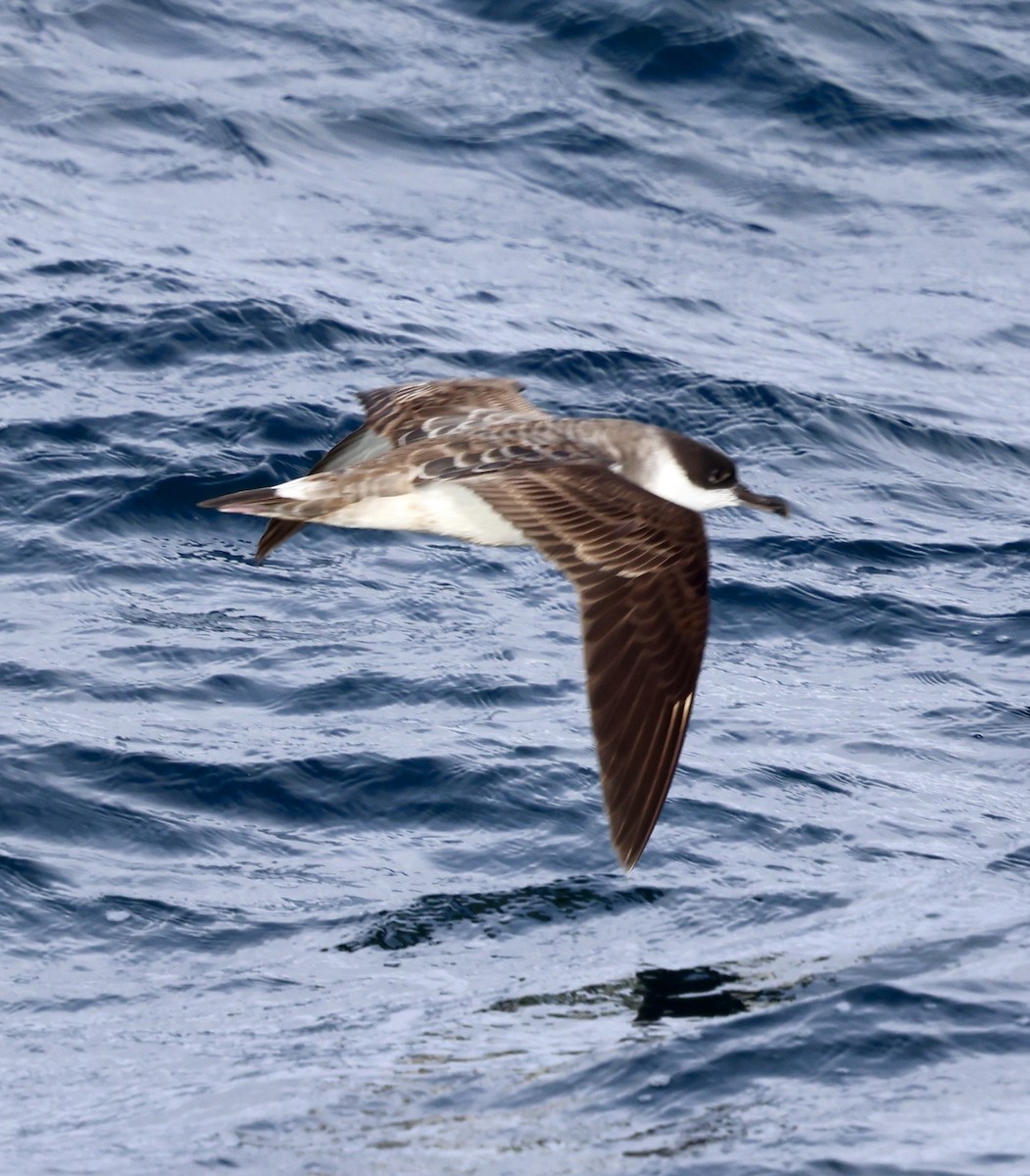 Great Shearwater - ML646597917