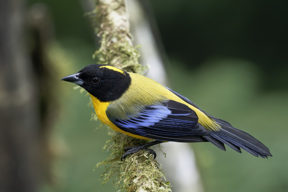 Black-chinned Mountain Tanager - ML646597918