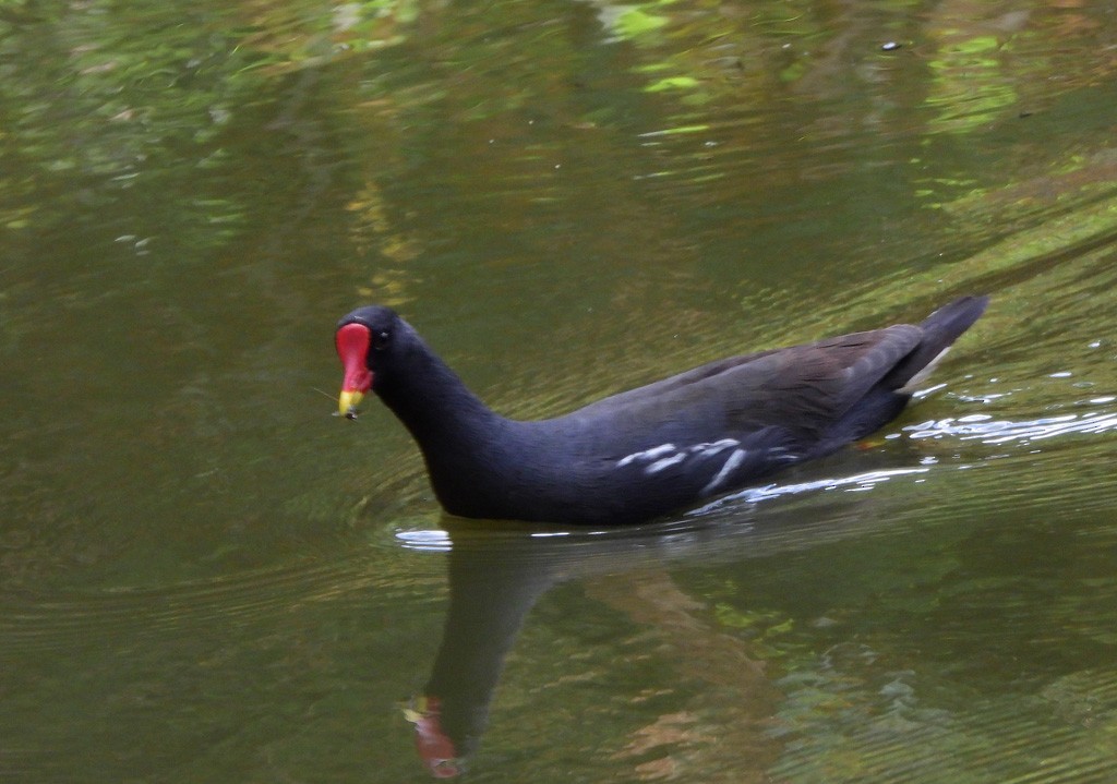 紅冠水雞 - ML646597919