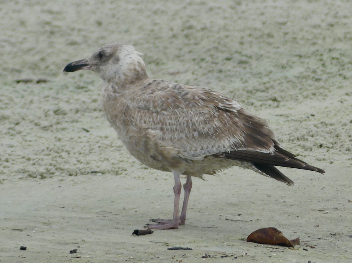 Мартин sp. - ML646597924