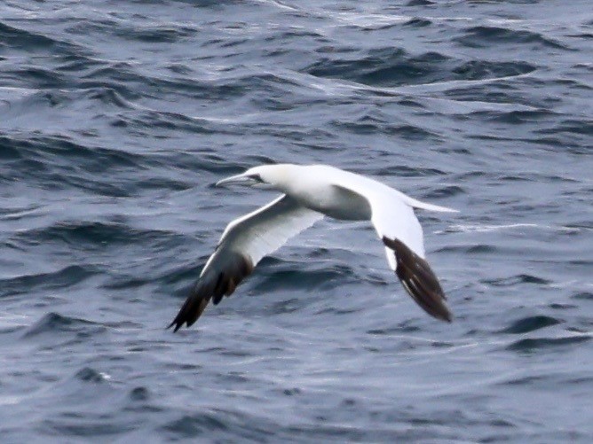 Northern Gannet - ML646597925