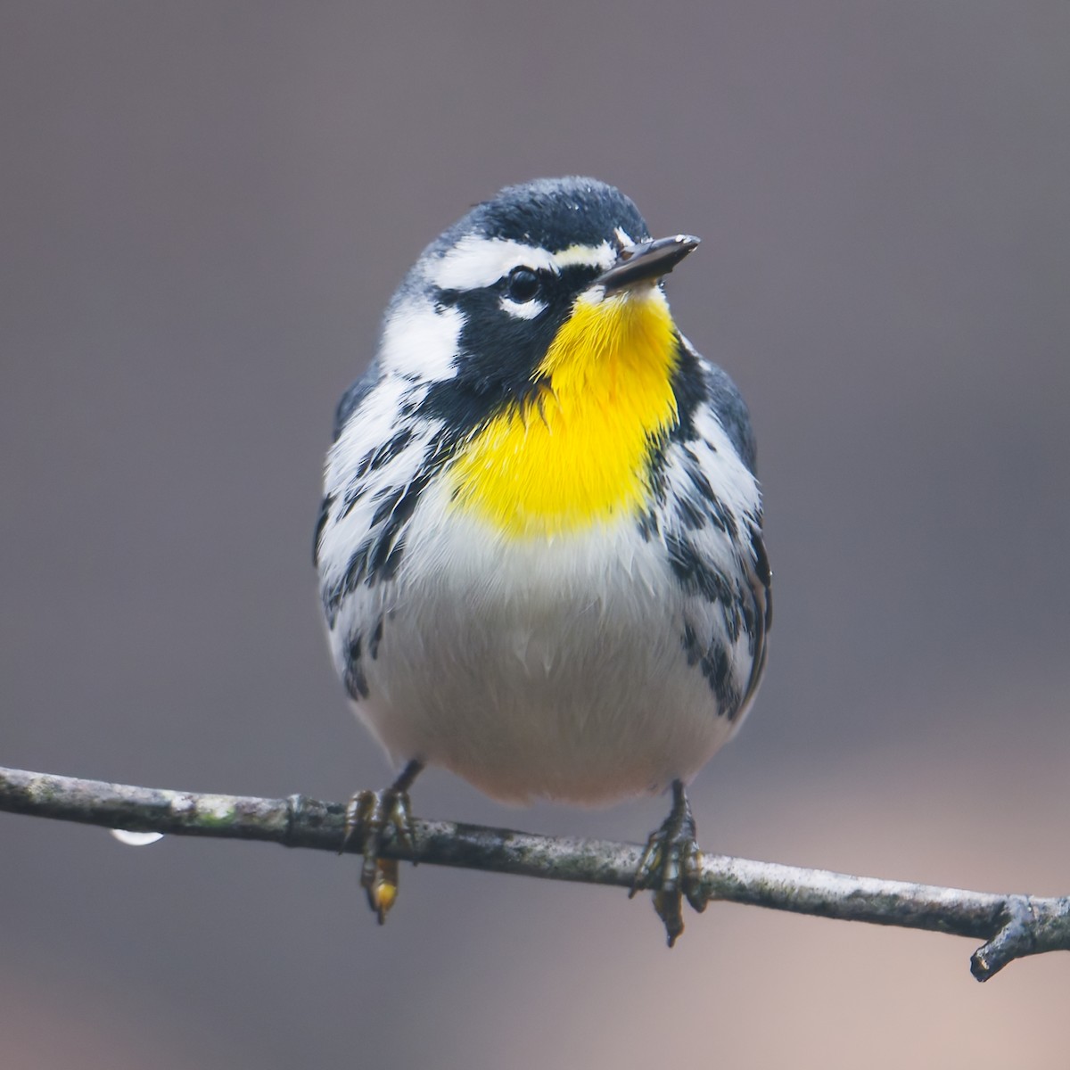 Paruline à gorge jaune - ML646597927
