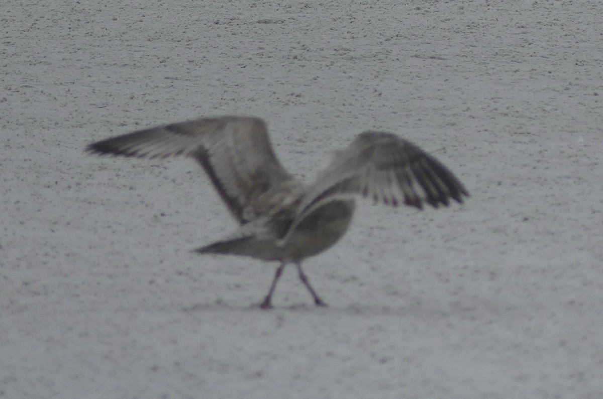 Мартин sp. - ML646597929