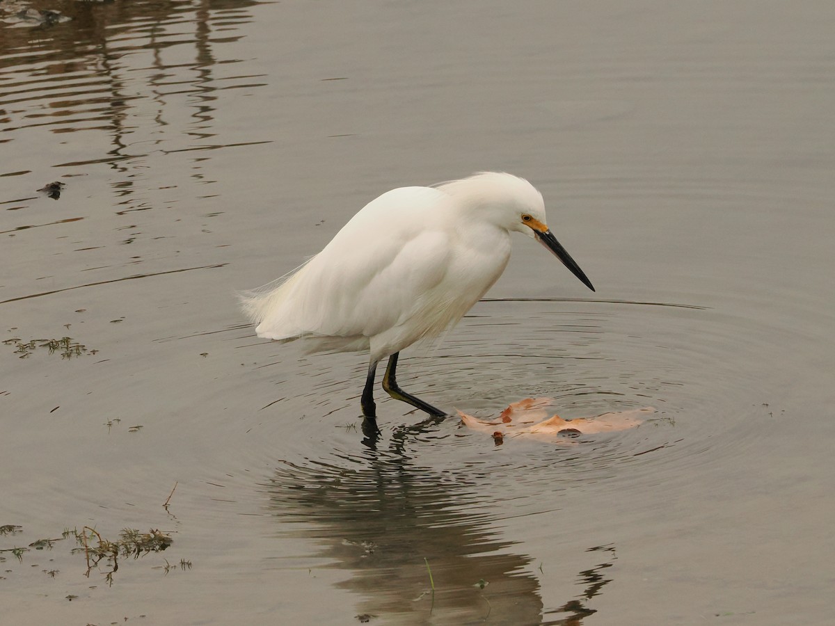 Snowy Egret - ML646597930