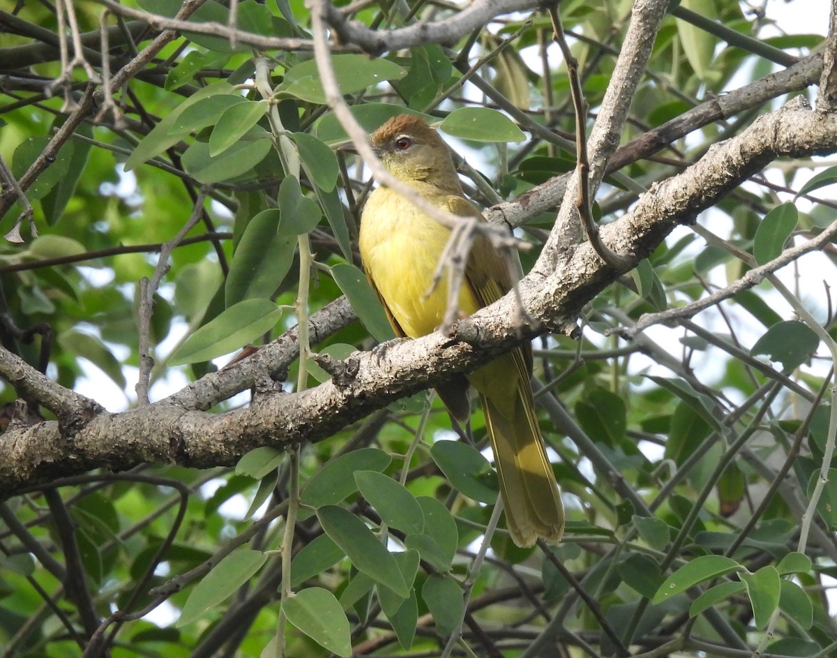 Bulbul à poitrine jaune - ML646597931