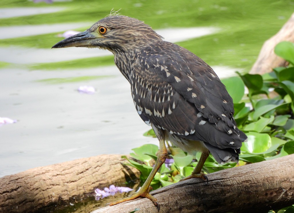 夜鷺 - ML646597933