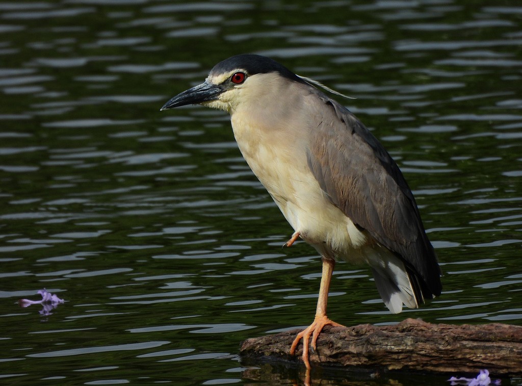 夜鷺 - ML646597934