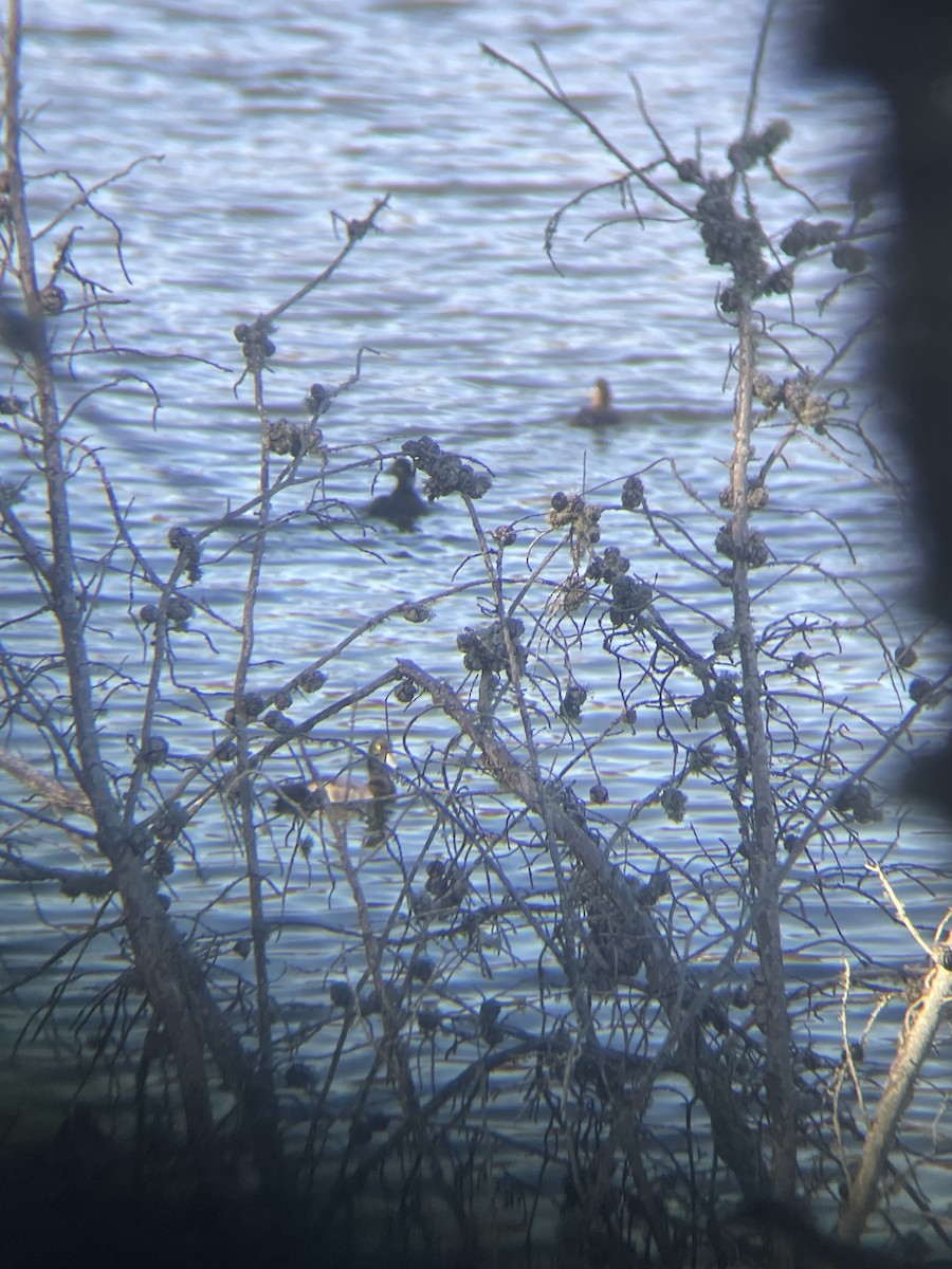 Lesser Scaup - ML646597935