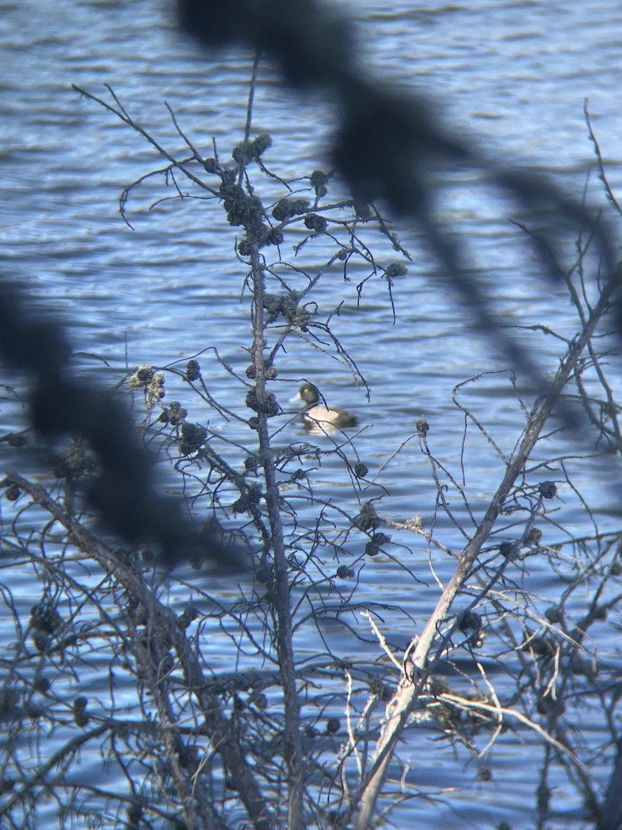 Lesser Scaup - ML646597936