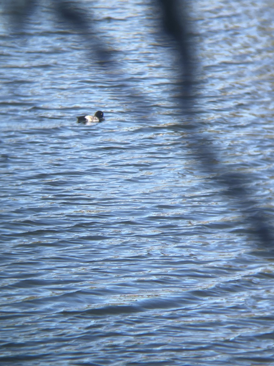 Lesser Scaup - ML646597937