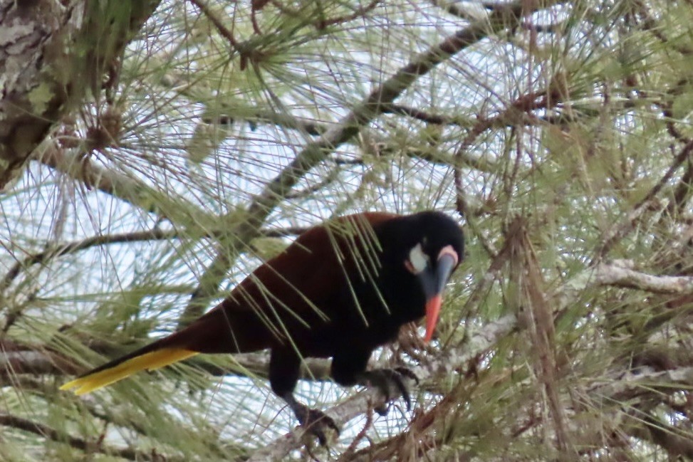 Montezuma Oropendola - ML646597938