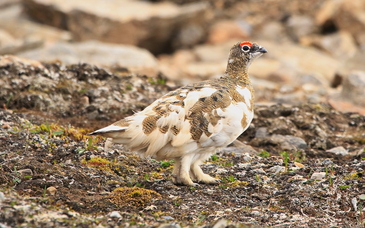 שכווי שלג - ML646597939