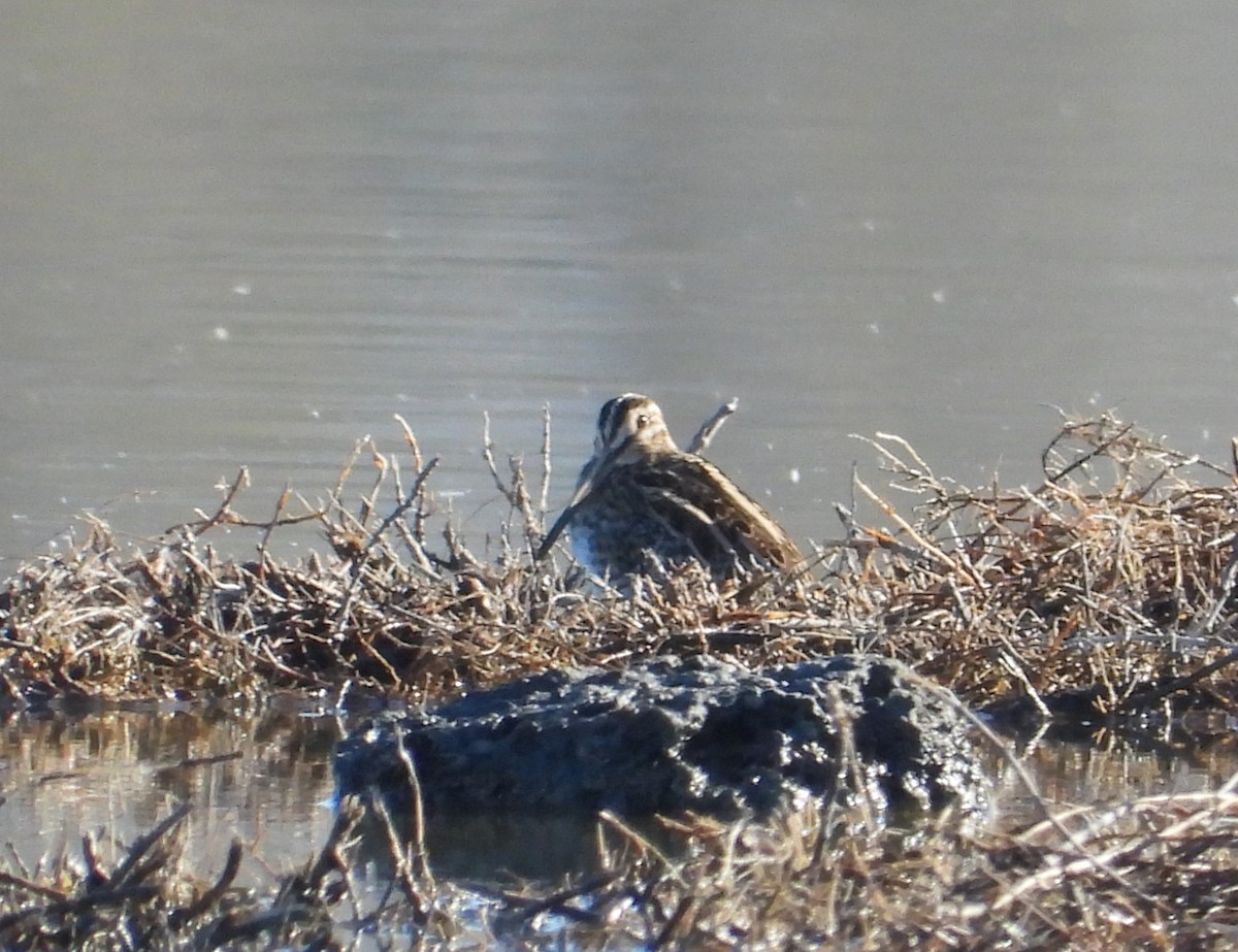 Common Snipe - ML646597945