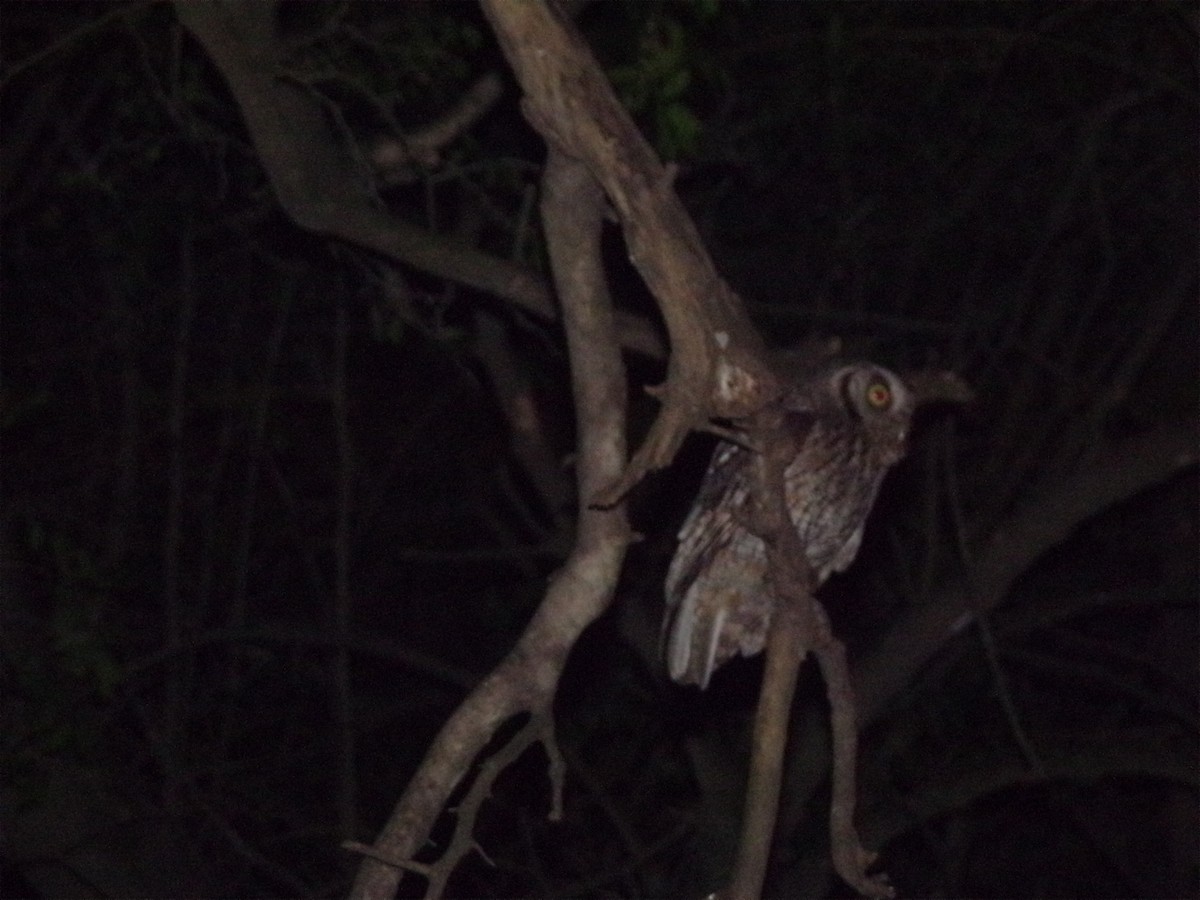 スピックスコノハズク - ML646597946