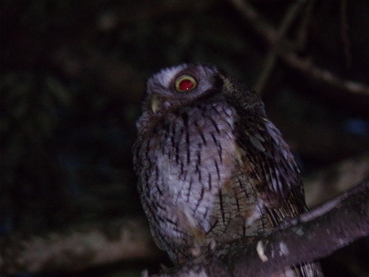 スピックスコノハズク - ML646597947