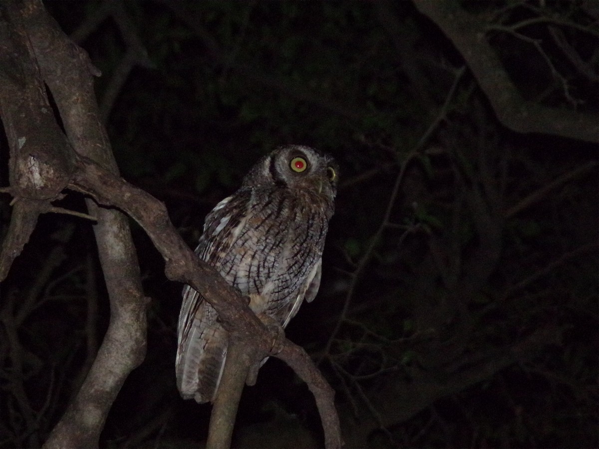 スピックスコノハズク - ML646597948