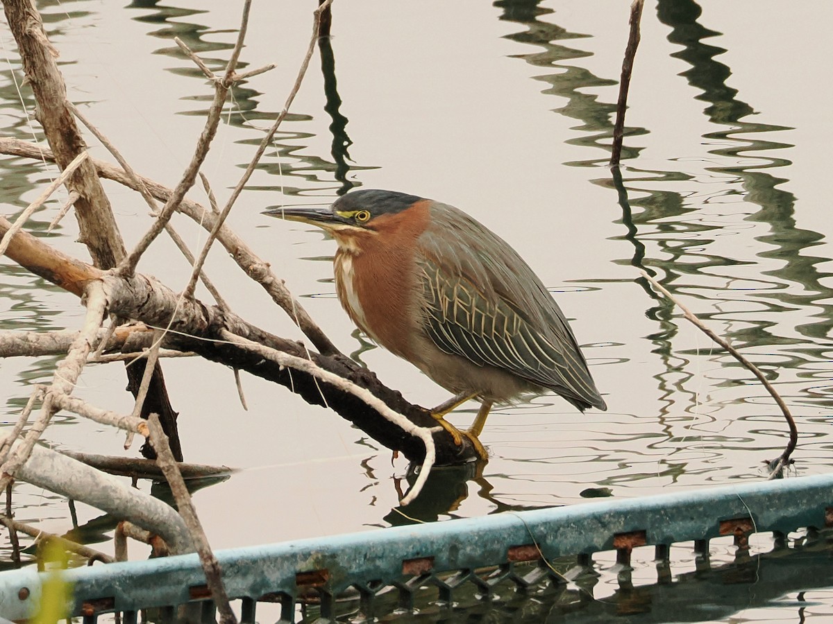 Green Heron - ML646597949