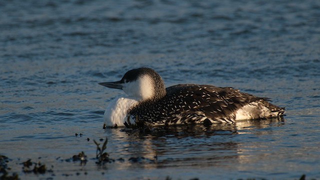 Гагара червоношия - ML646597950