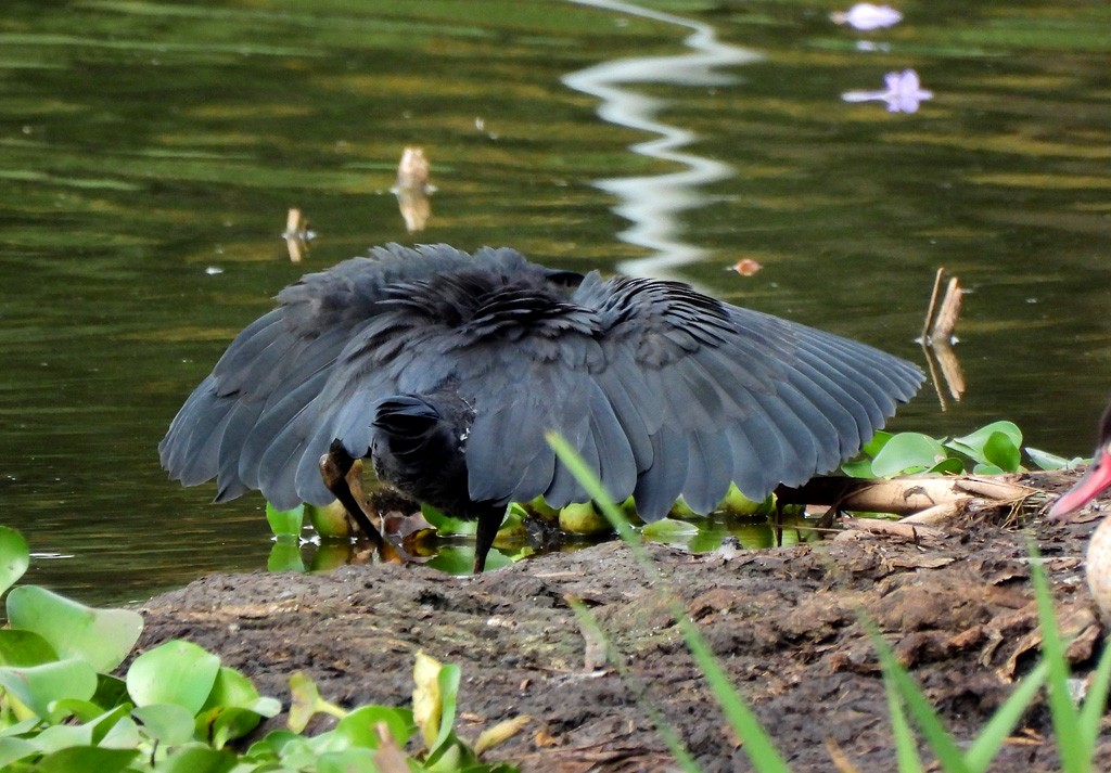 Black Heron - ML646597951