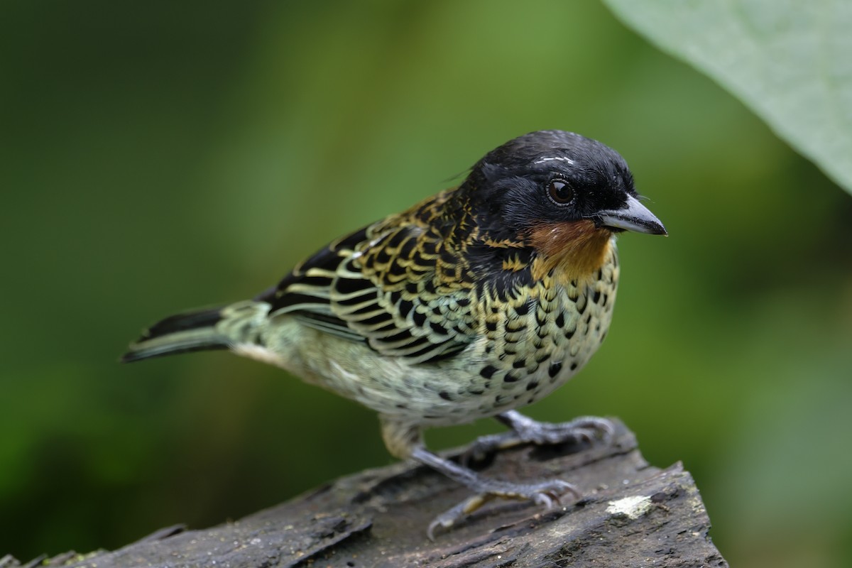 Рыжегорлая танагра - ML646597958