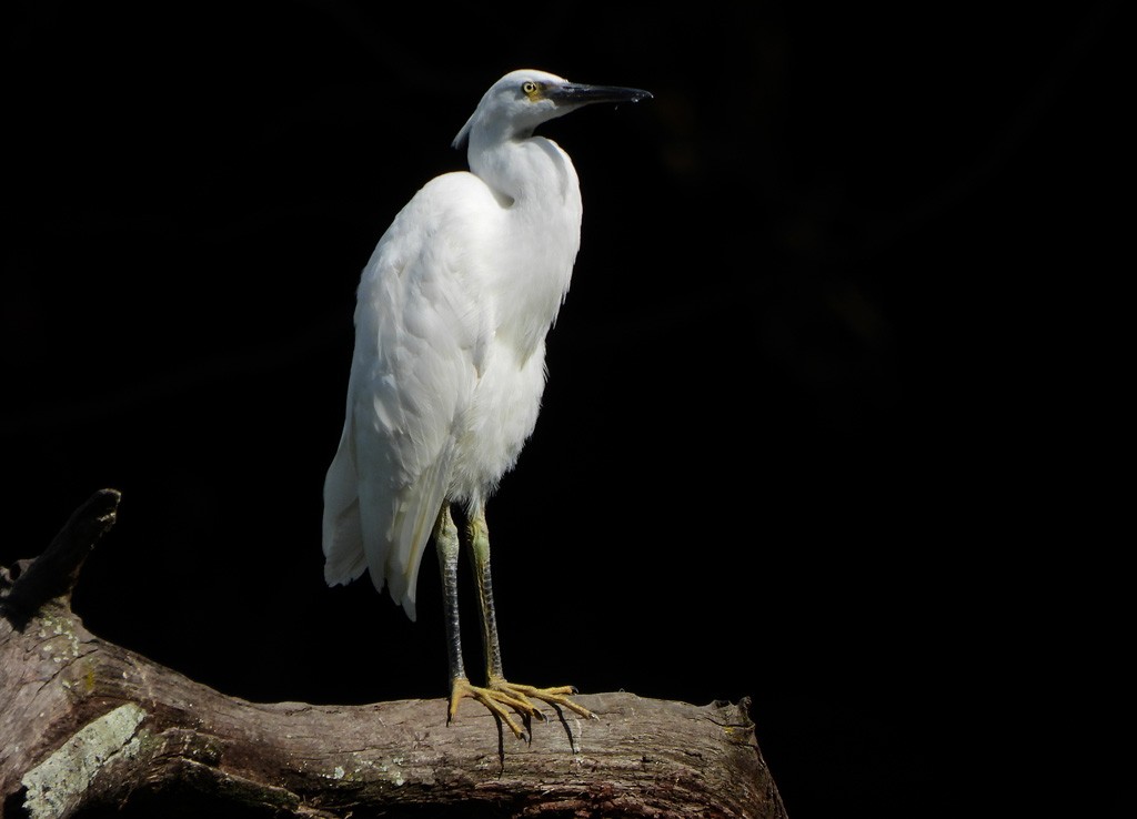小白鷺 - ML646597962