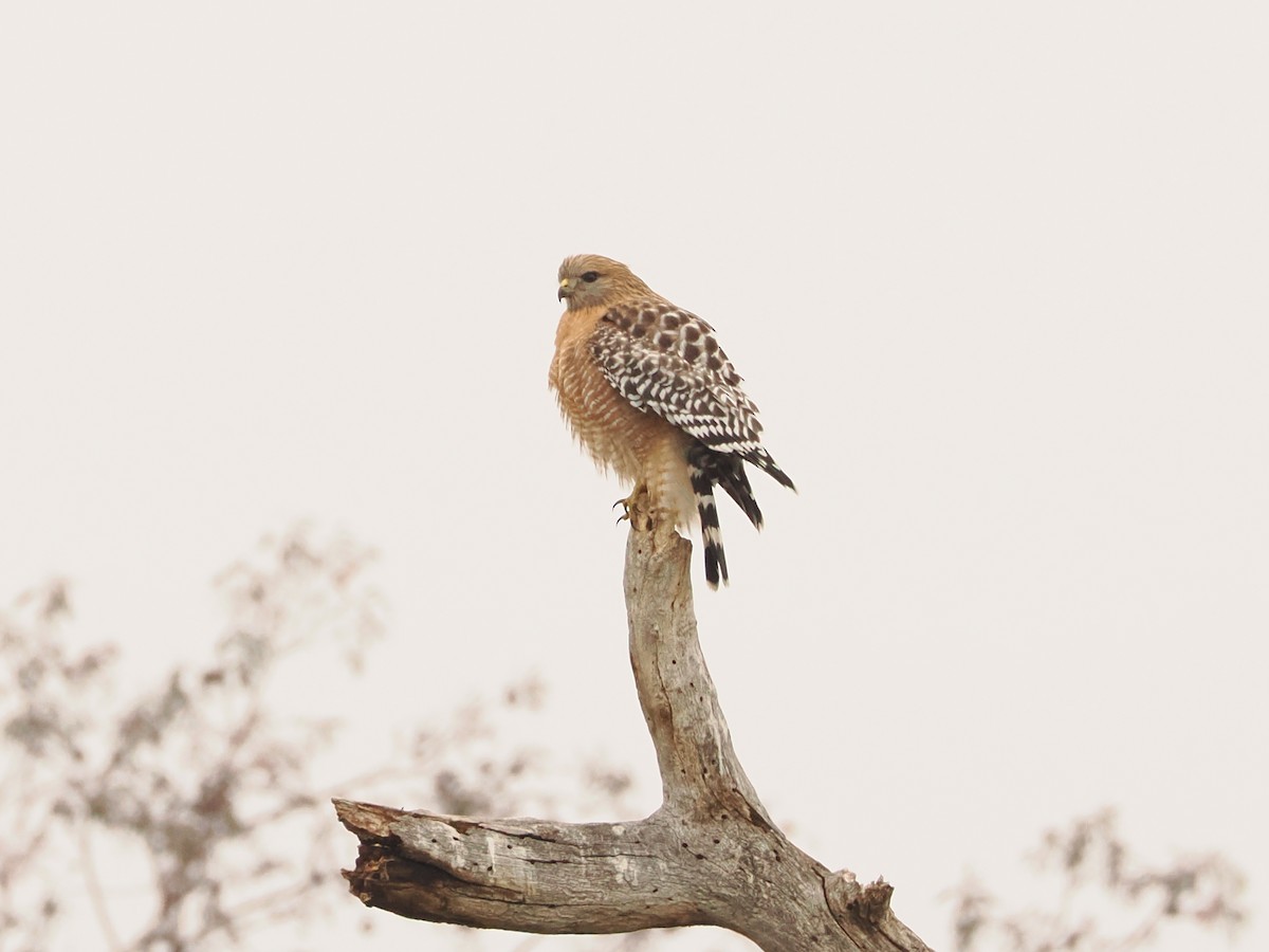 Red-shouldered Hawk - ML646597963