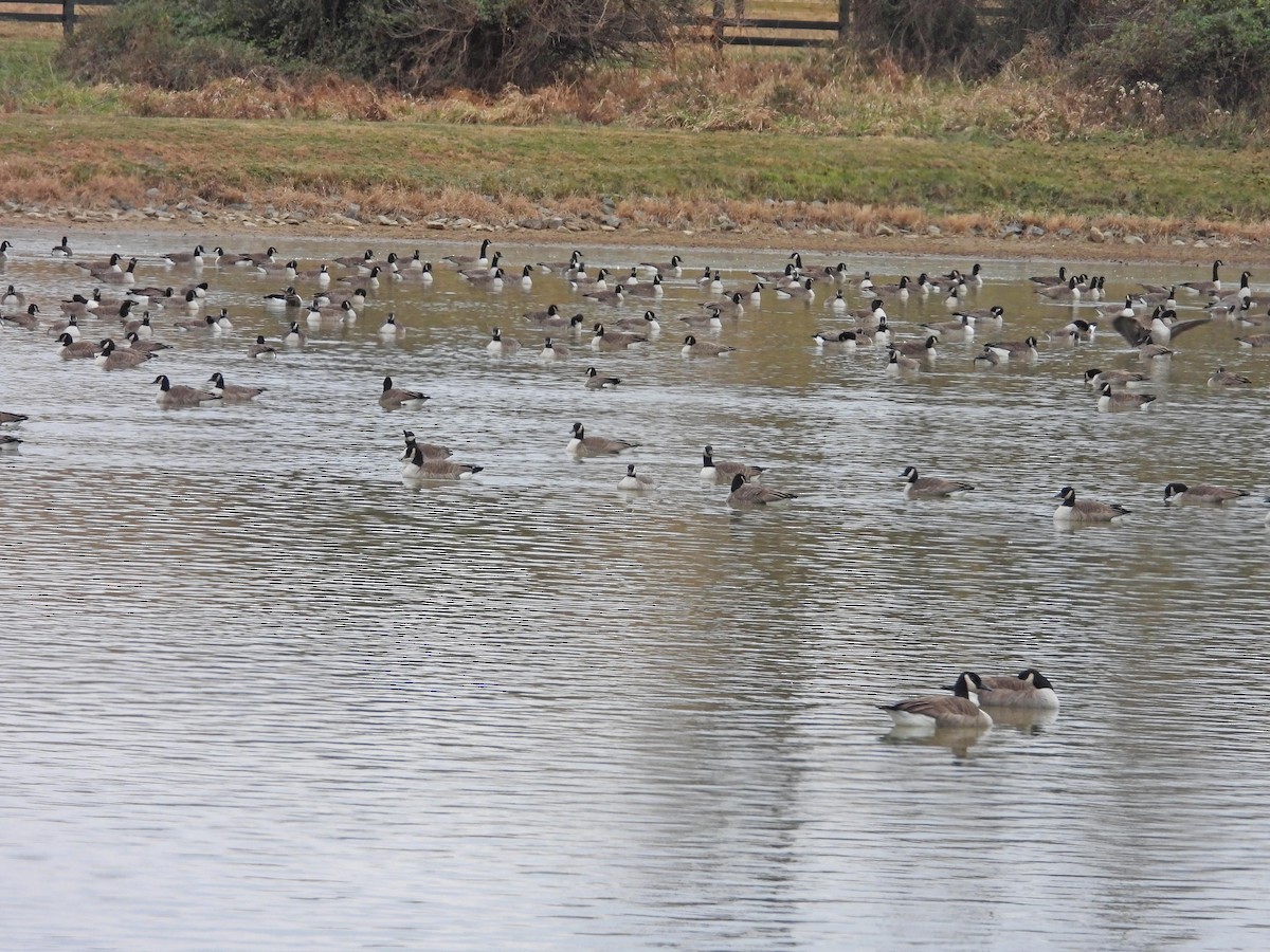 berneška velká - ML646597964